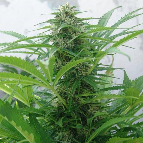 Huba Seed Bank Northern Light Auto 5 db