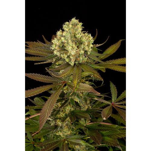 Humboldt Seed Organization Sour Blueberry 5 db