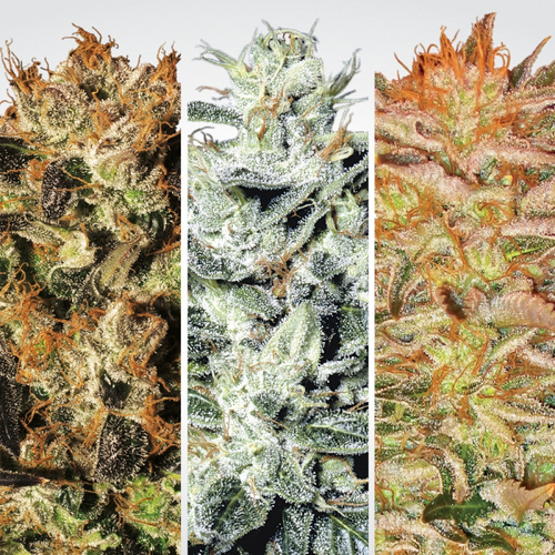 Paradise Seeds Indica Champions Pack 6 db