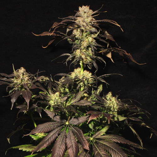 Paradise Seeds White Berry 5 db