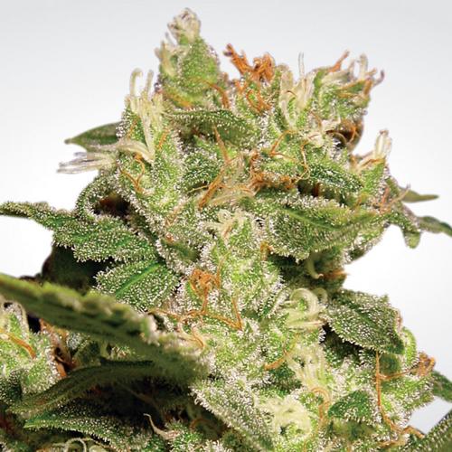 Paradise Seeds Auto Jack 3 db