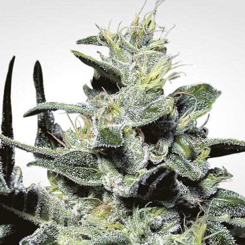 Paradise Seeds Nebula 10 db
