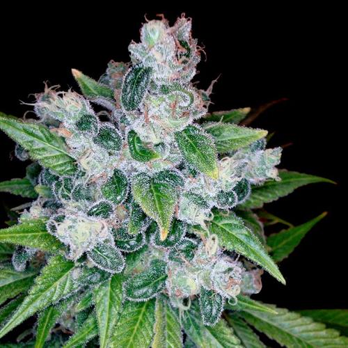 Reserva Privada Kandy Kush 6 db