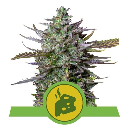 Royal Queen Seeds Blue Cheese Auto 3 db