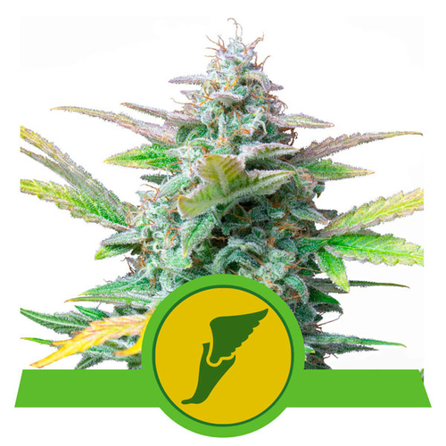 Royal Queen Seeds Quick One Auto 3 db