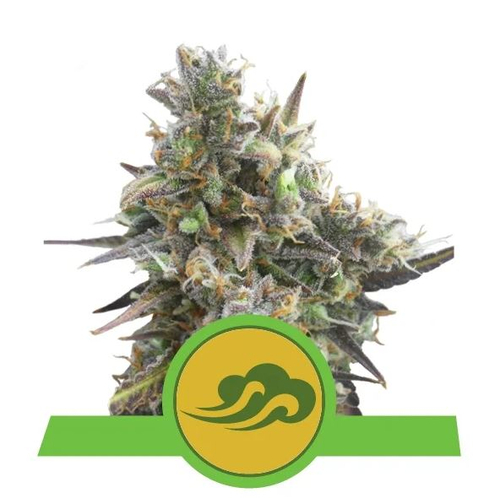 Royal Queen Seeds Royal Bluematic Auto 3 db