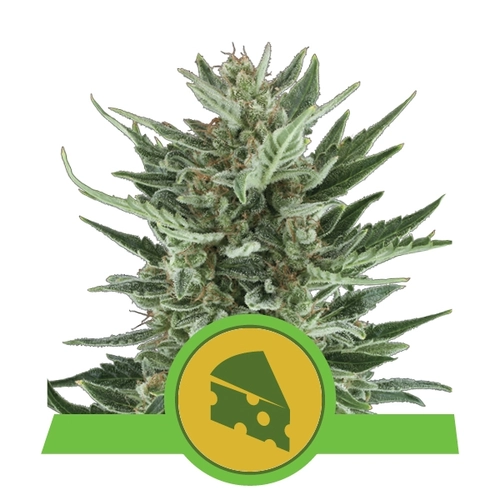 Royal Queen Seeds Royal Cheese Auto 3 db
