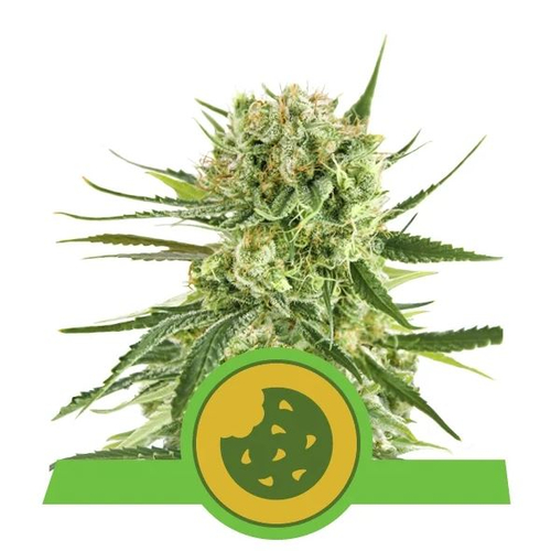 Royal Queen Seeds Royal Cookies Auto 3 db