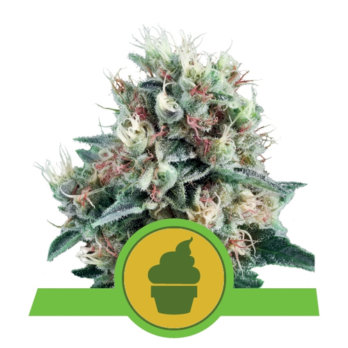 Royal Queen Seeds Royal Creamatic Auto 3 db