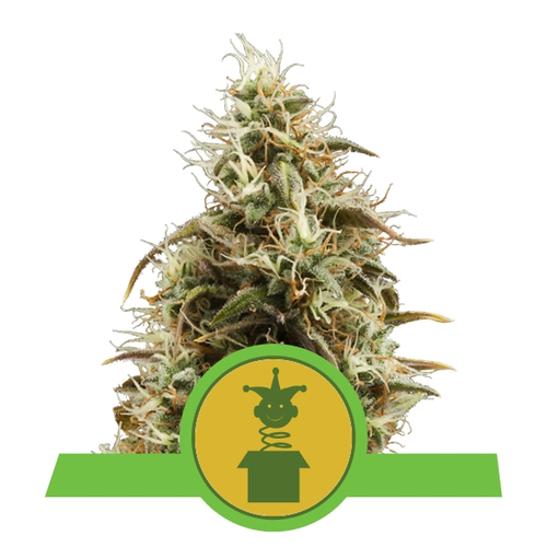 Royal Queen Seeds Royal Jackmatic Auto 3 db