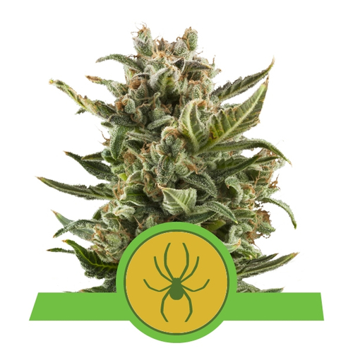 Royal Queen Seeds White Widow Auto 3 db
