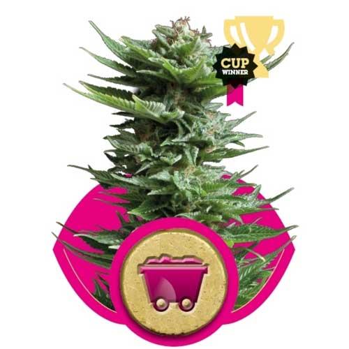 Royal Queen Seeds Shining Silver Haze 5 db