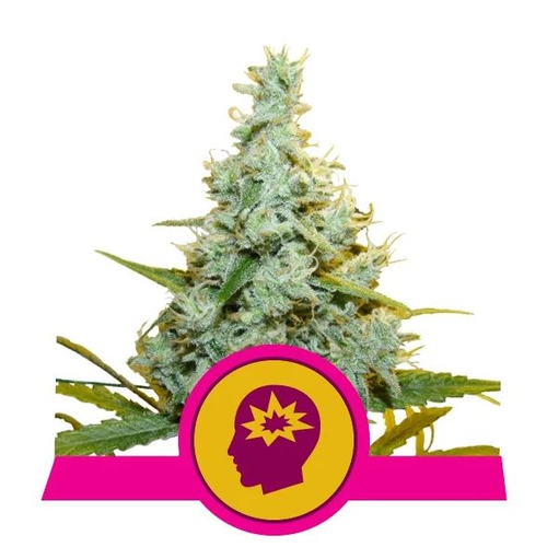 Royal Queen Seeds AMG 3 db