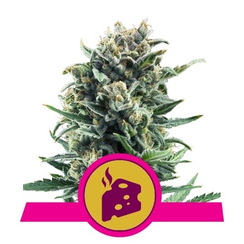 Royal Queen Seeds Blue Cheese 5 db