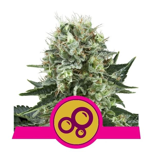 Royal Queen Seeds Bubble Kush 3 db