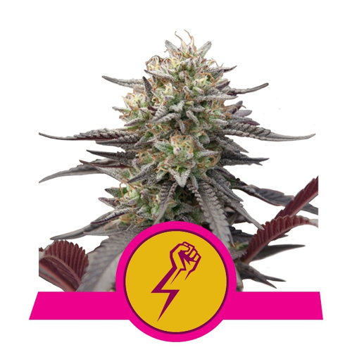 Royal Queen Seeds Green Crack Punch 3 db