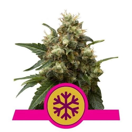 Royal Queen Seeds Ice 3 db