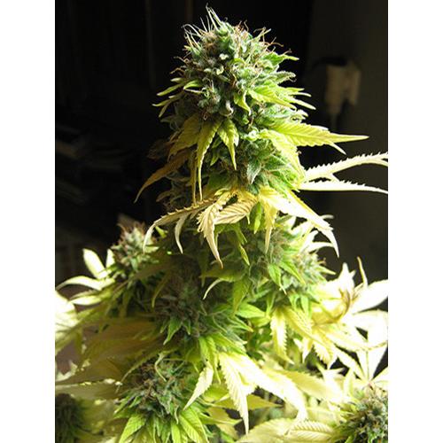 Seedsman Somango 5 db