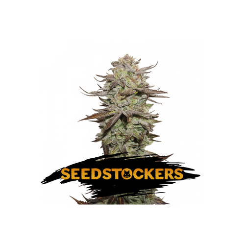 Seedstockers Sticky Fingers Autoflower 5 db