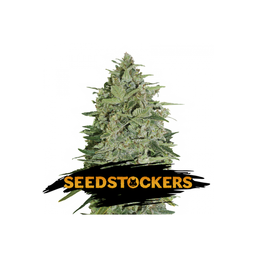 Seedstockers Super Skunk Autoflower 25 db
