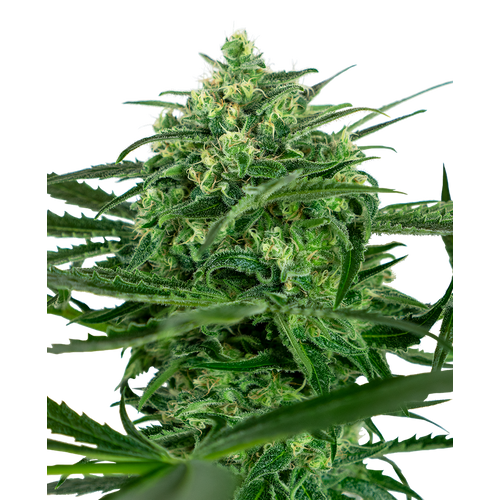 Sensi Seeds Sensi Amnesia 3 db
