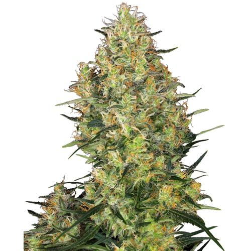 Sensi Seeds Shiva Skunk 3 db