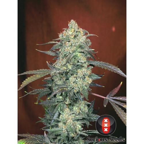 Serious Seeds AK-47 regular 11 db