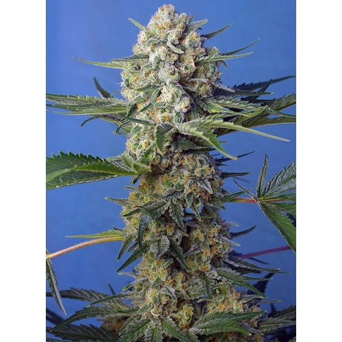Sweet Seeds Crystal Candy F1 Fast Version 5 db