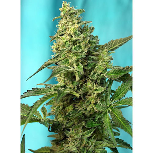 Sweet Seeds Green Poison F1 Fast Version 3 db