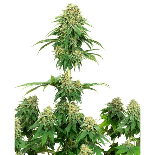 Sensi Seeds Girl Scout Cookies 5 db