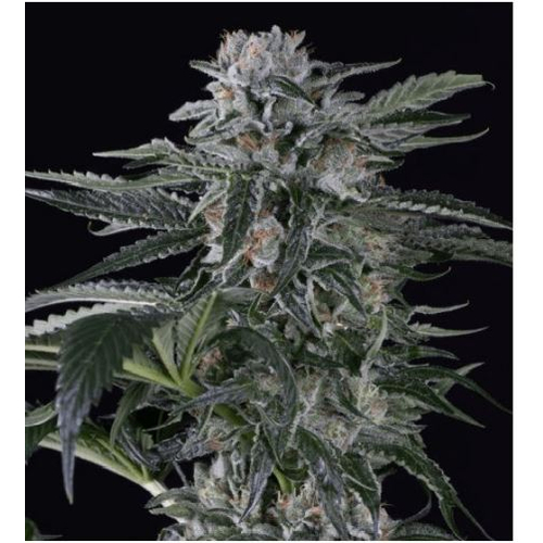 Silent Seeds Moby Dick Auto 3 db