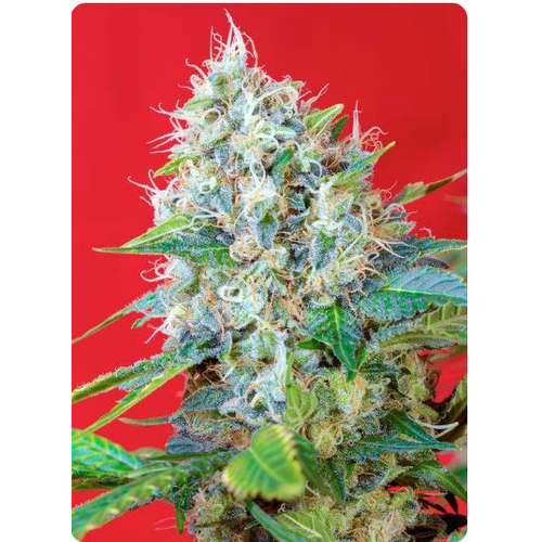 Sweet Seeds Green Poison 3 db 